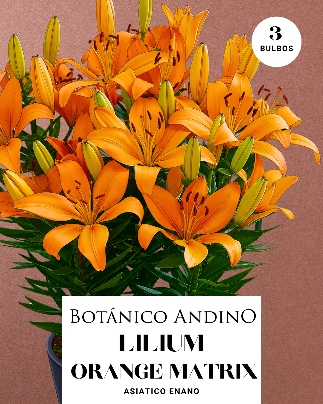 LILIUM ASIATICO | ORANGE MATRIX (X 3 Bulbos super!)