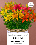 LILIUM ASIATICO | MATRIX MIX (X 3 Bulbos super!)