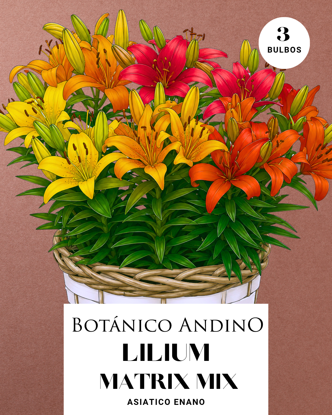 LILIUM ASIATICO | MATRIX MIX (X 3 Bulbos super!)
