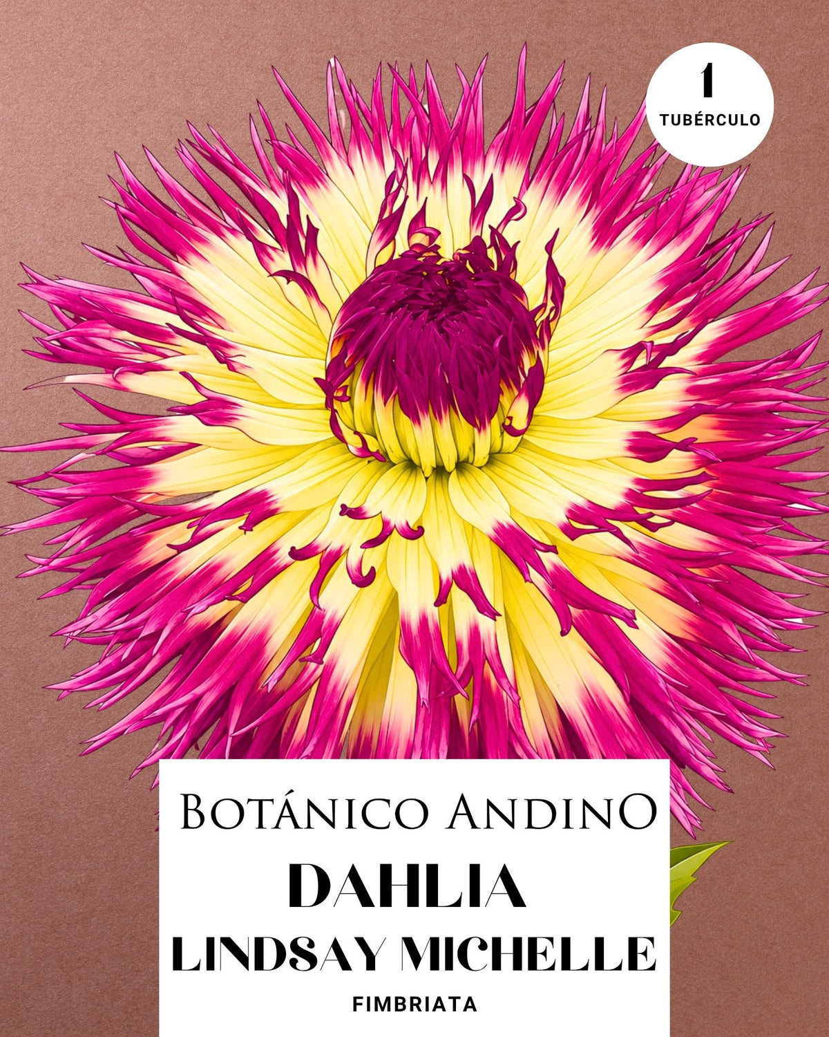 Dahlia Fiambriata | LINDSAY MICHELLE (1 tubérculo)