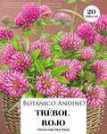 Trébol rojo
