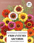 Crisantemo Arcoíris mix