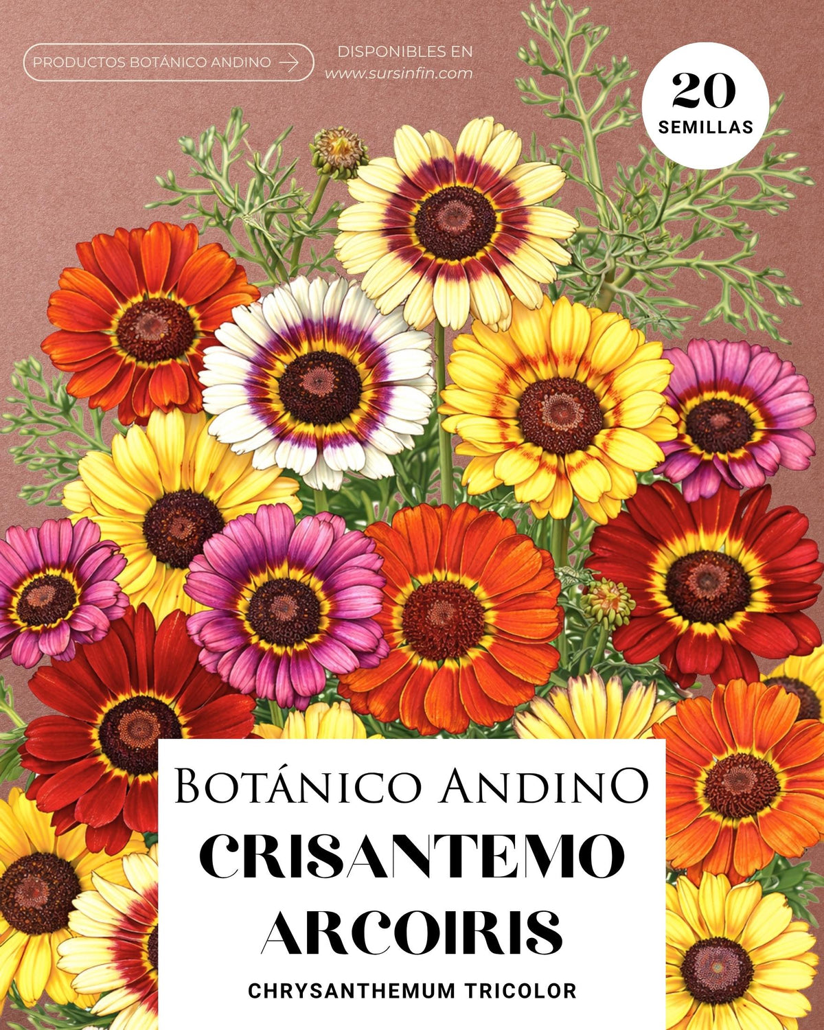 Crisantemo Arcoíris mix