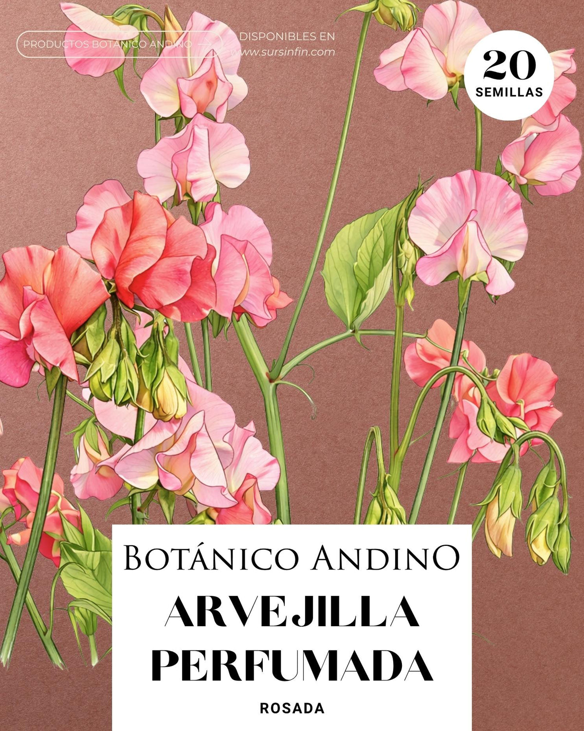 Arvejilla perfumada rosa (20 semillas)