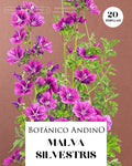 Malva silvestris