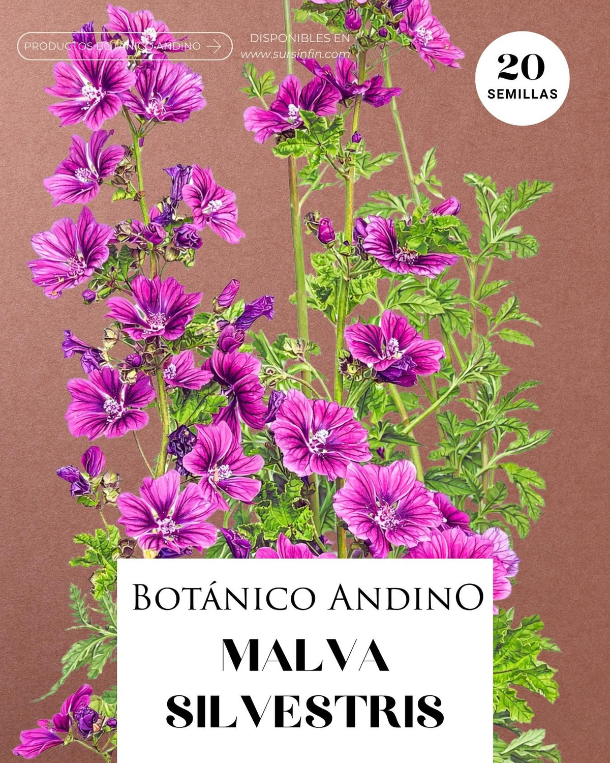 Malva silvestris