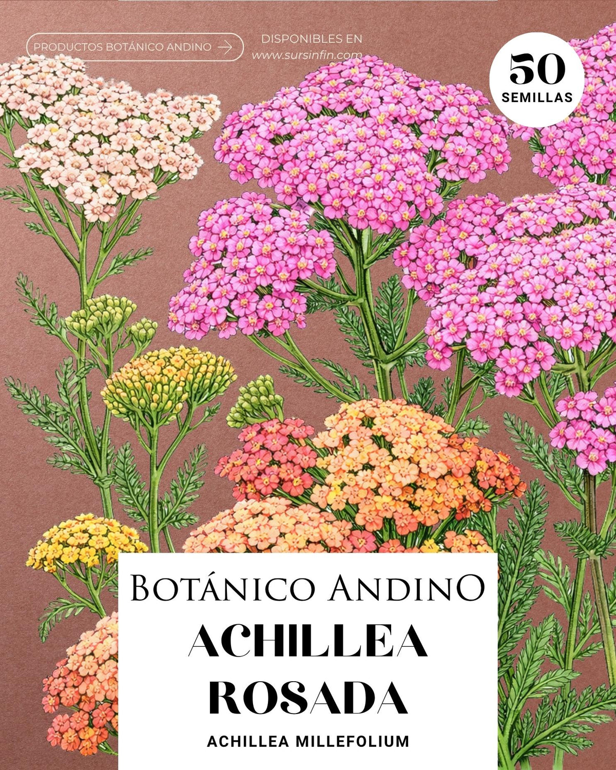 Achillea Millenfolium Rosada