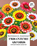 Crisantemo arcoíris