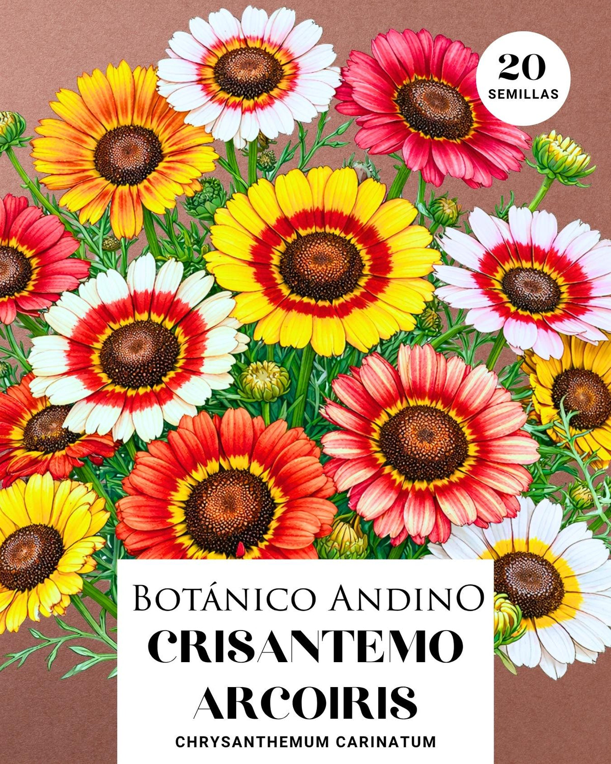Crisantemo arcoíris