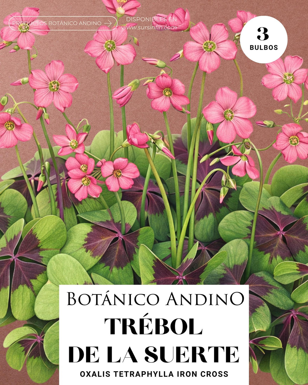 Trébol de la suerte x 4 Bulbos