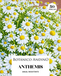 Anthemis