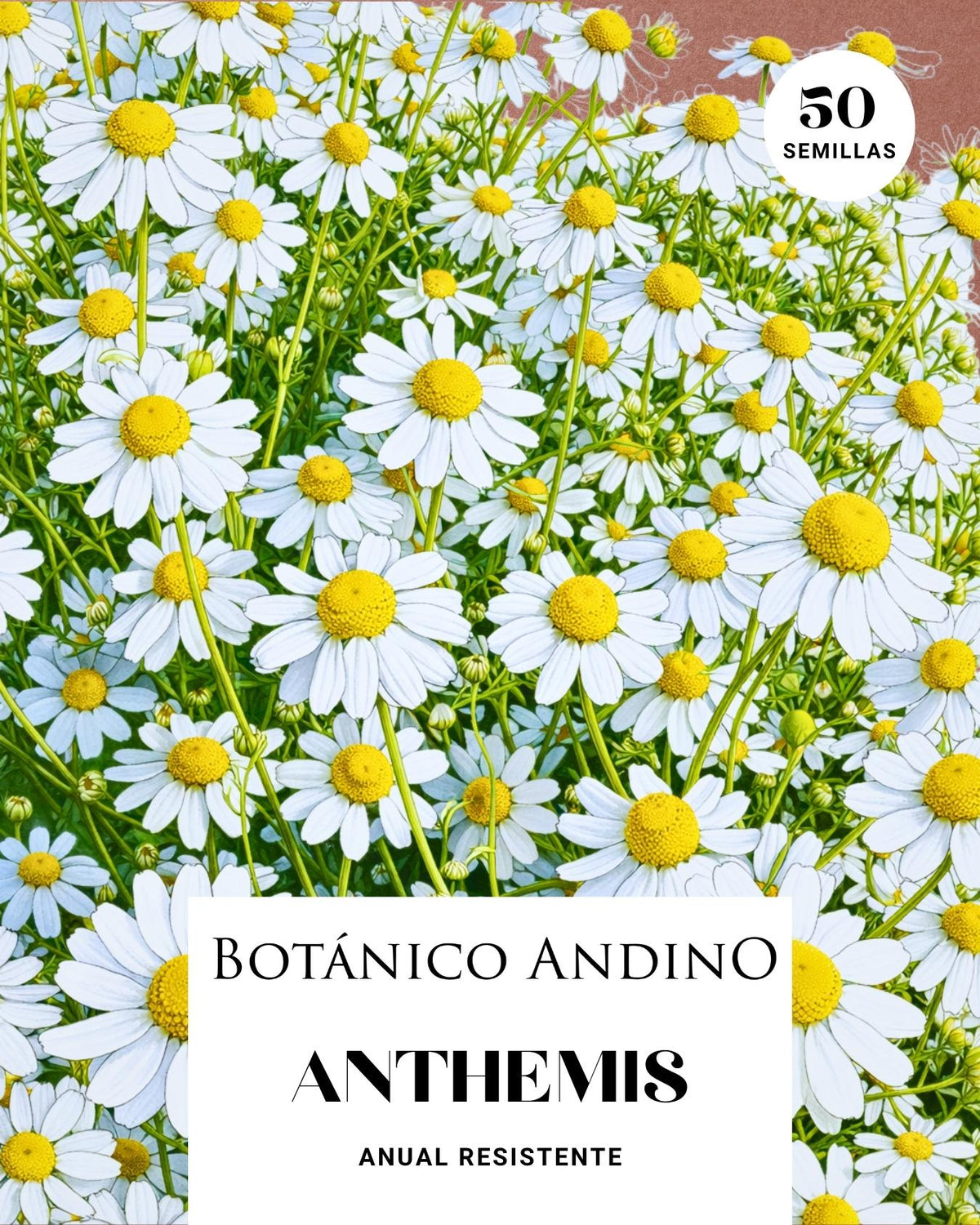 Anthemis