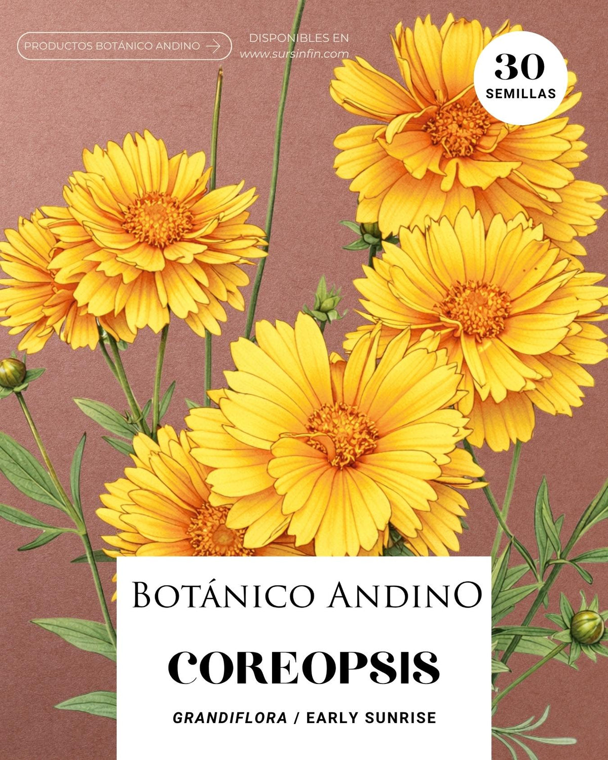 Coreopsis grandiflora