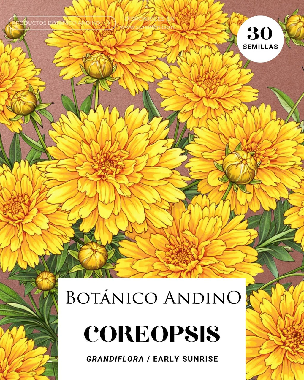 Coreopsis grandiflora