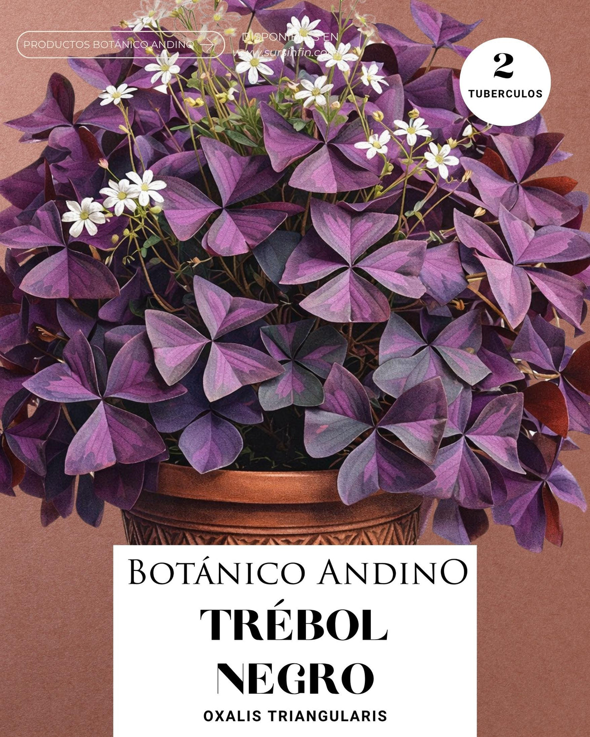 Trébol negro x 2 Tubérculos