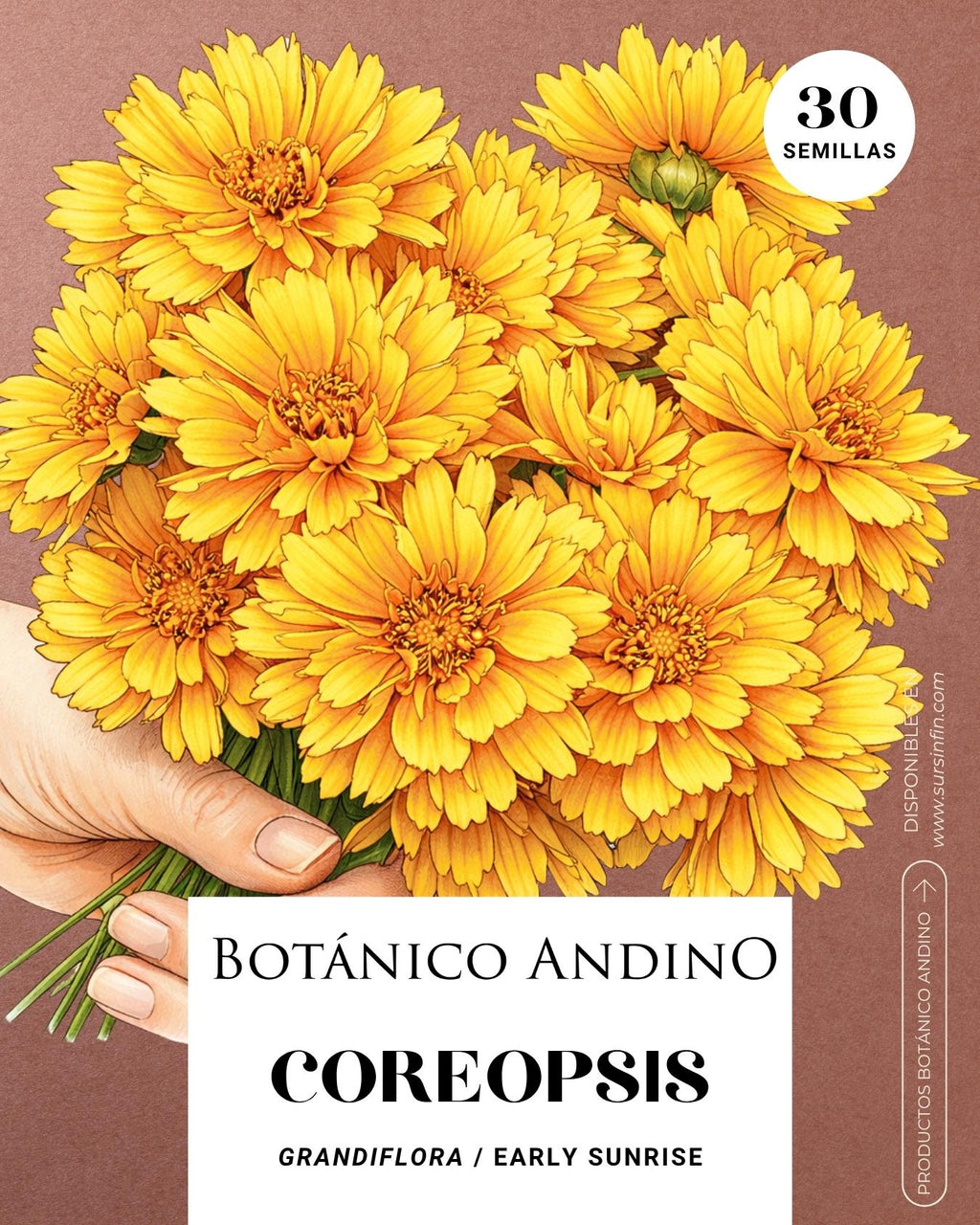 Coreopsis grandiflora