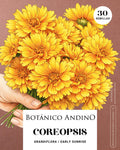 Coreopsis grandiflora