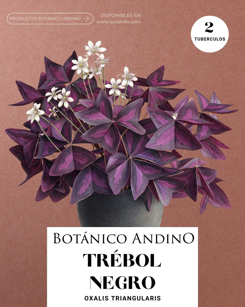 Trébol negro x 2 Tubérculos