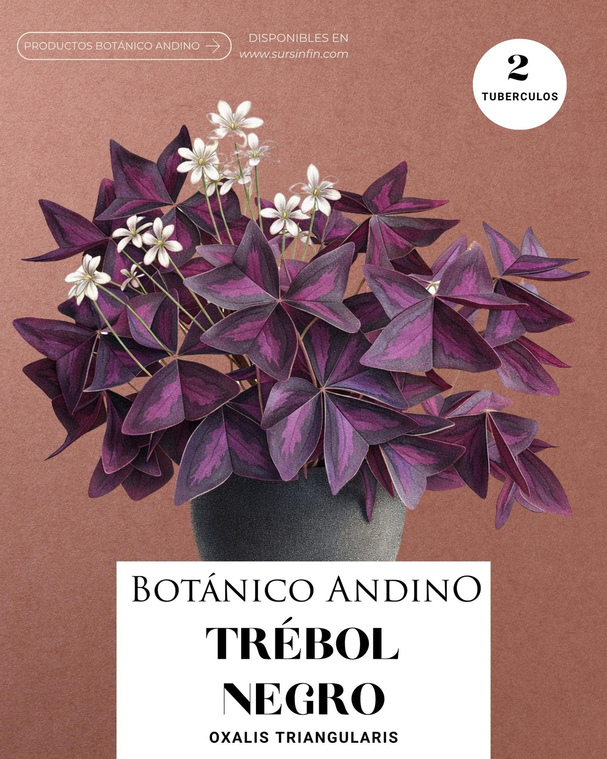 Trébol negro x 2 Tubérculos