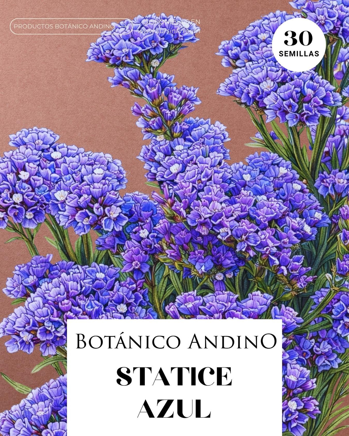 Statice azul