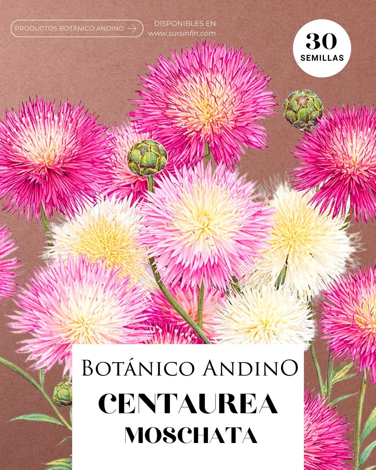 Centaurea moschata mix