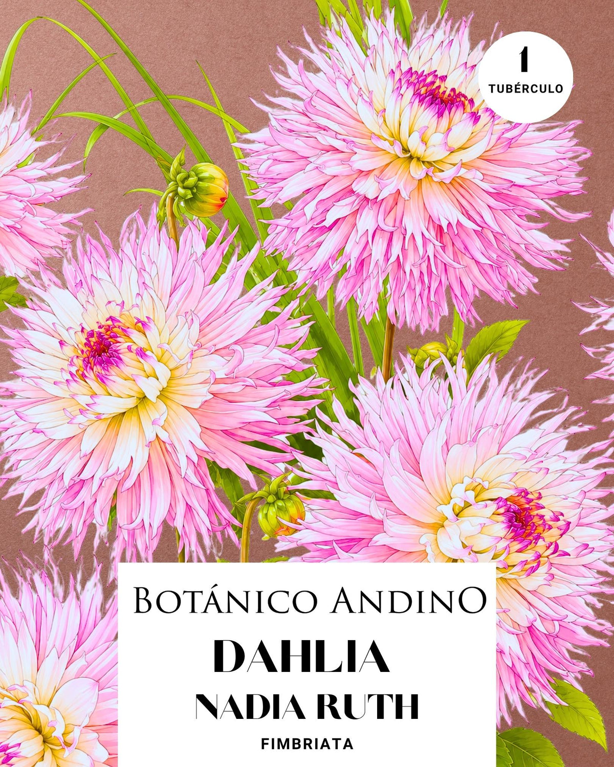 Dahlia Fiambriata | NADIA RUTH (1 tubérculo)