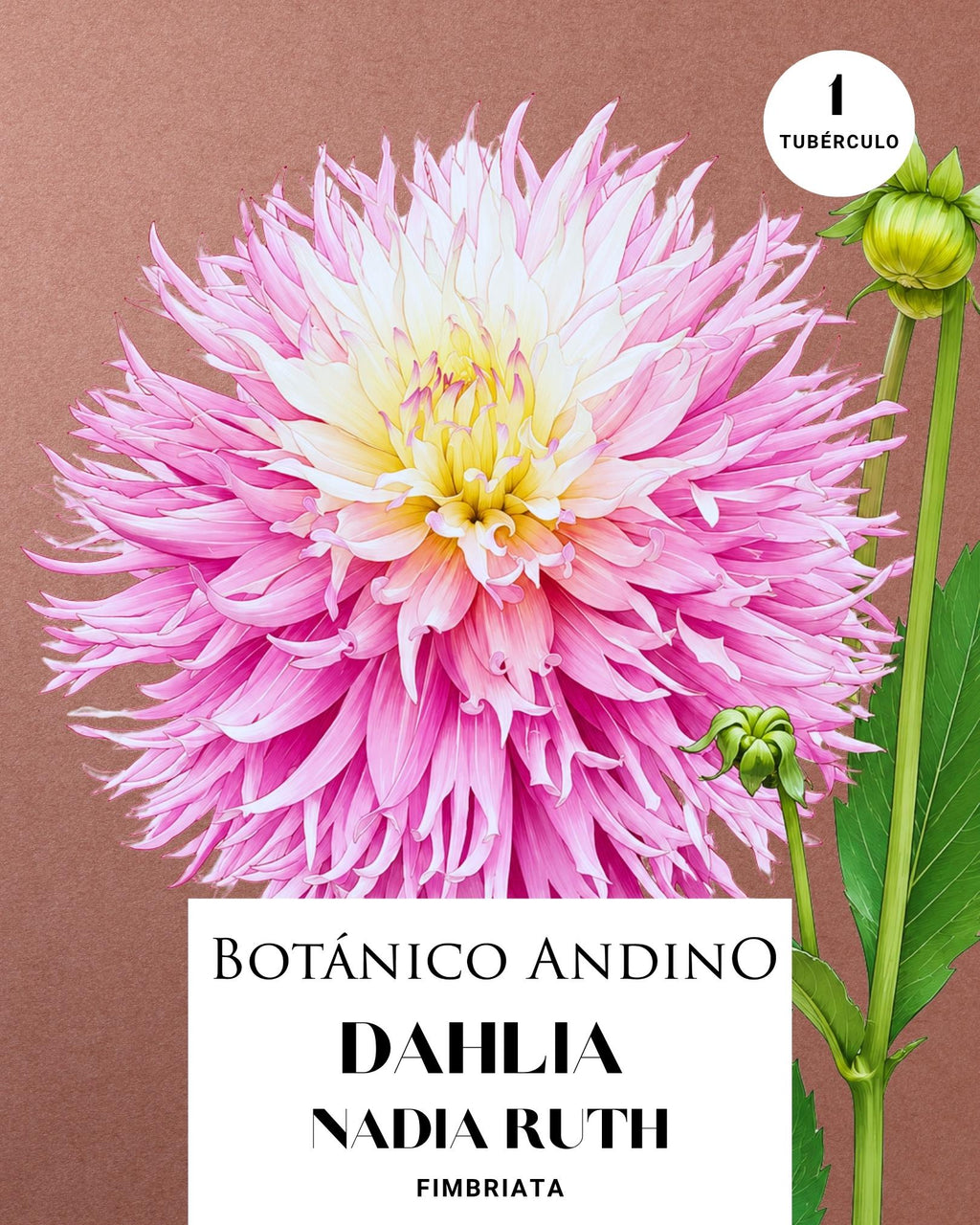 Dahlia Fiambriata | NADIA RUTH (1 tubérculo)