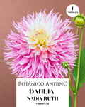 Dahlia Fiambriata | NADIA RUTH (1 tubérculo)