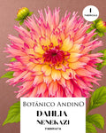 Dahlia Fiambriata | NENEKAZI (1 tubérculo)