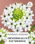 ORNITHOGALUM SAUNDERSIAE | 1 Bulbo premium