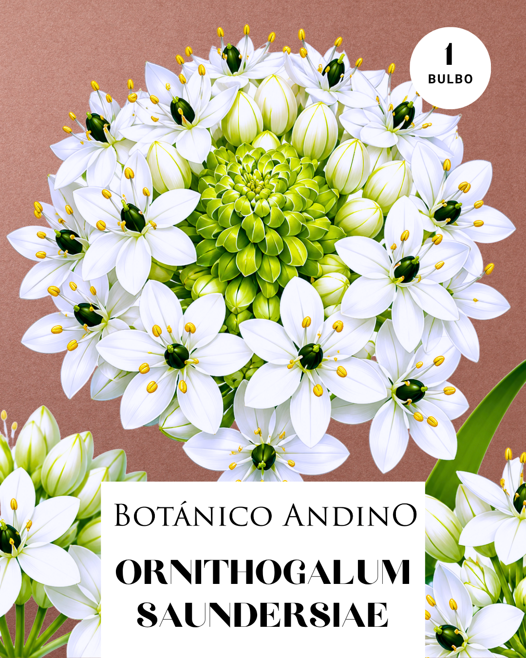 ORNITHOGALUM SAUNDERSIAE | 1 Bulbo premium