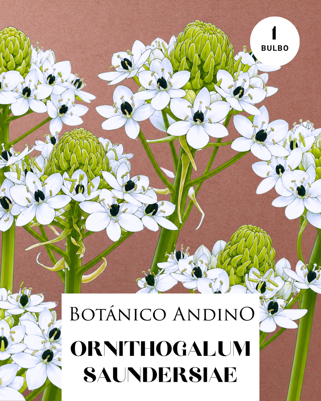 ORNITHOGALUM SAUNDERSIAE | 1 Bulbo premium