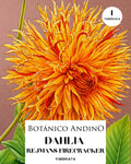 Dahlia Fiambriata | REJMANS FIRECRACKER (1 tubérculo)