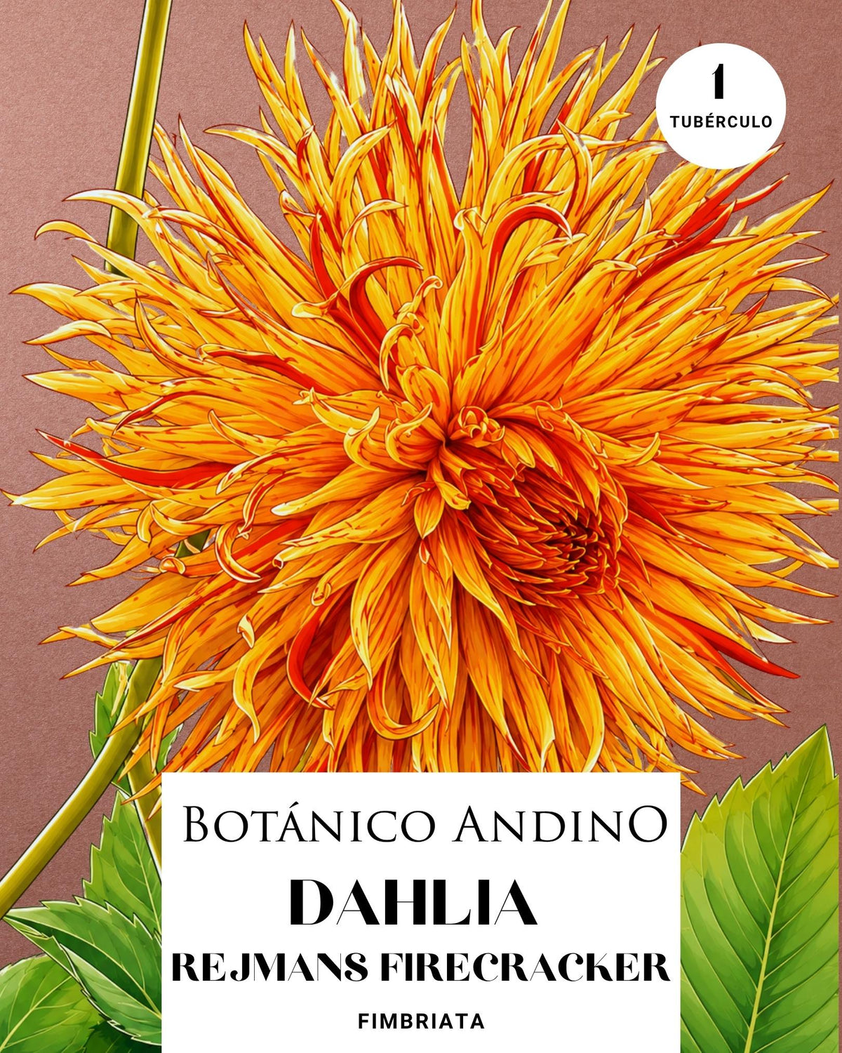 Dahlia Fiambriata | REJMANS FIRECRACKER (1 tubérculo)