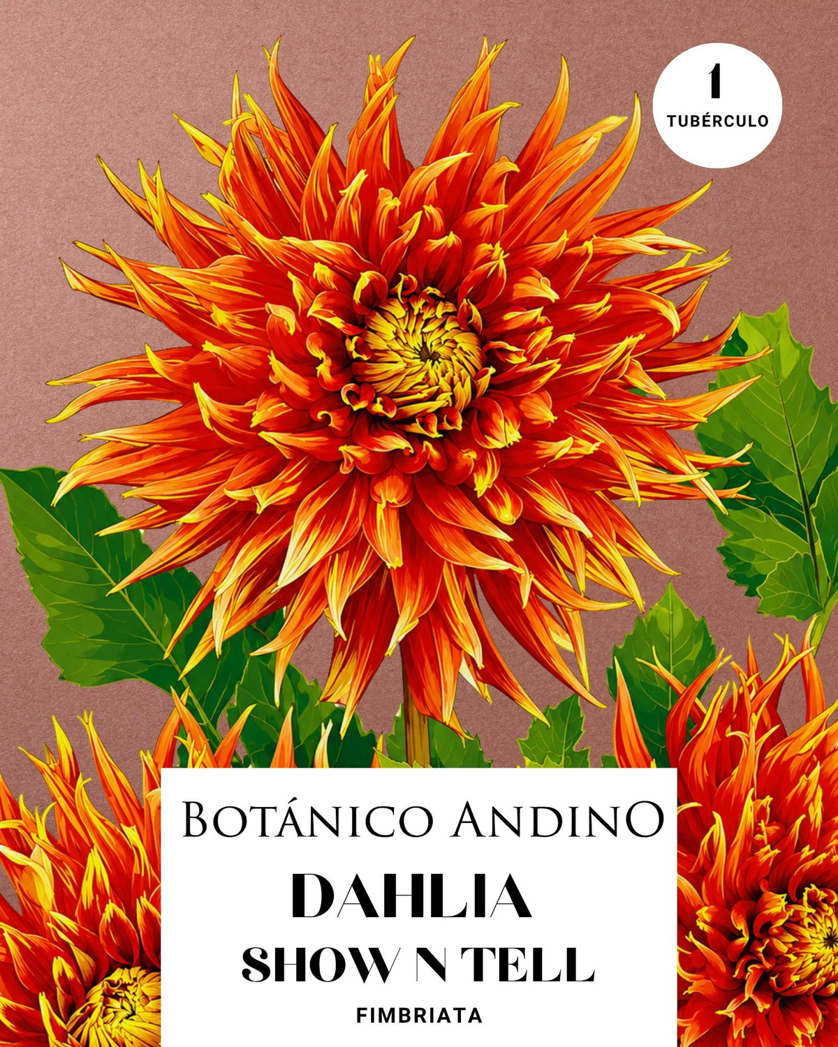 Dahlia Fiambriata | SHOW N TELL (1 tubérculo)