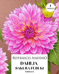 Dahlia Fiambriata | SAKURA FUBUKI (1 tubérculo)
