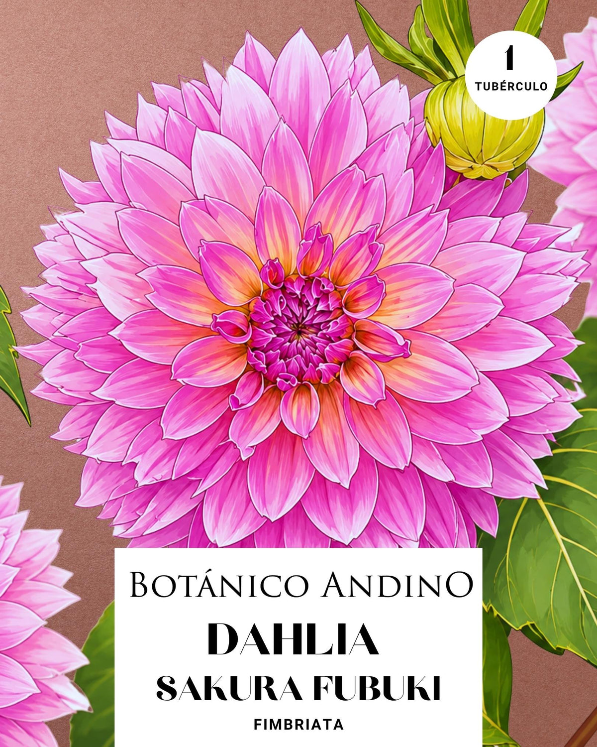 Dahlia Fiambriata | SAKURA FUBUKI (1 tubérculo)