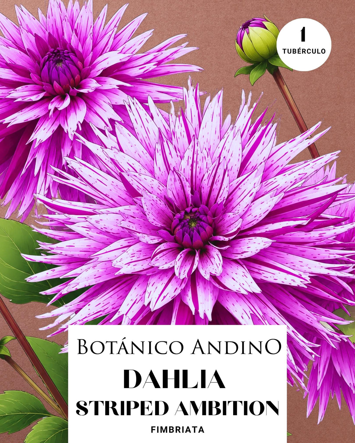 Dahlia Fiambriata | striped ambition (1 tubérculo)