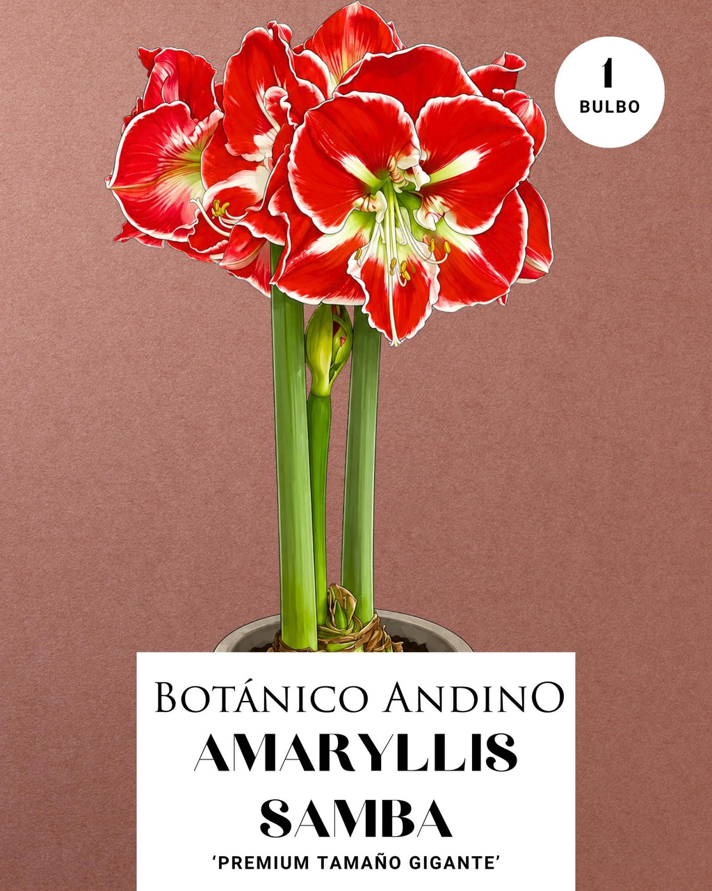AMARYLLIS | SAMBA (x 1 Bulbo)