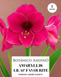 AMARYLLIS | LILAC FAVOURITE (x 1 Bulbo)