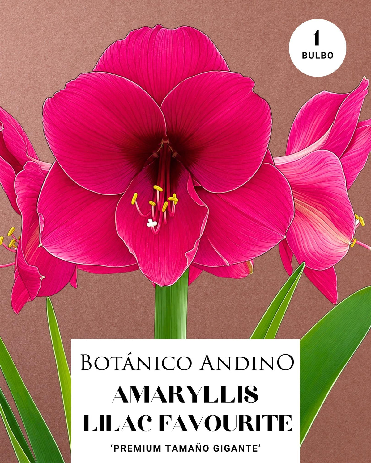 AMARYLLIS | LILAC FAVOURITE (x 1 Bulbo)