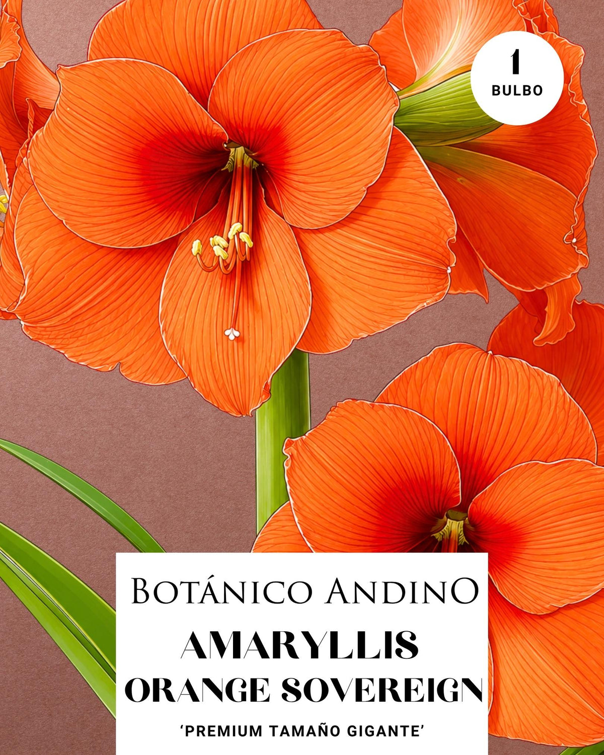 AMARYLLIS | ORANGE SOVEREIGN  (x 1 Bulbo)