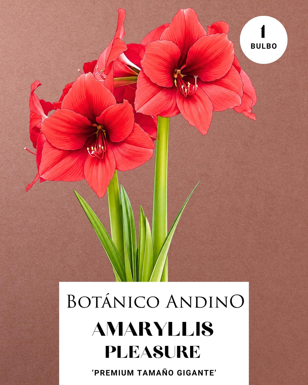 AMARYLLIS | PLEASURE  (x 1 Bulbo)