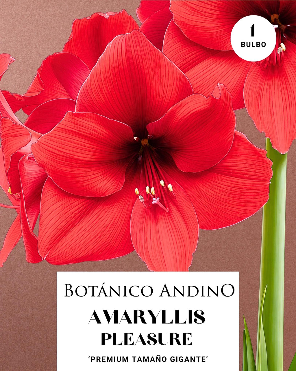 AMARYLLIS | PLEASURE  (x 1 Bulbo)