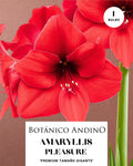 AMARYLLIS | PLEASURE  (x 1 Bulbo)