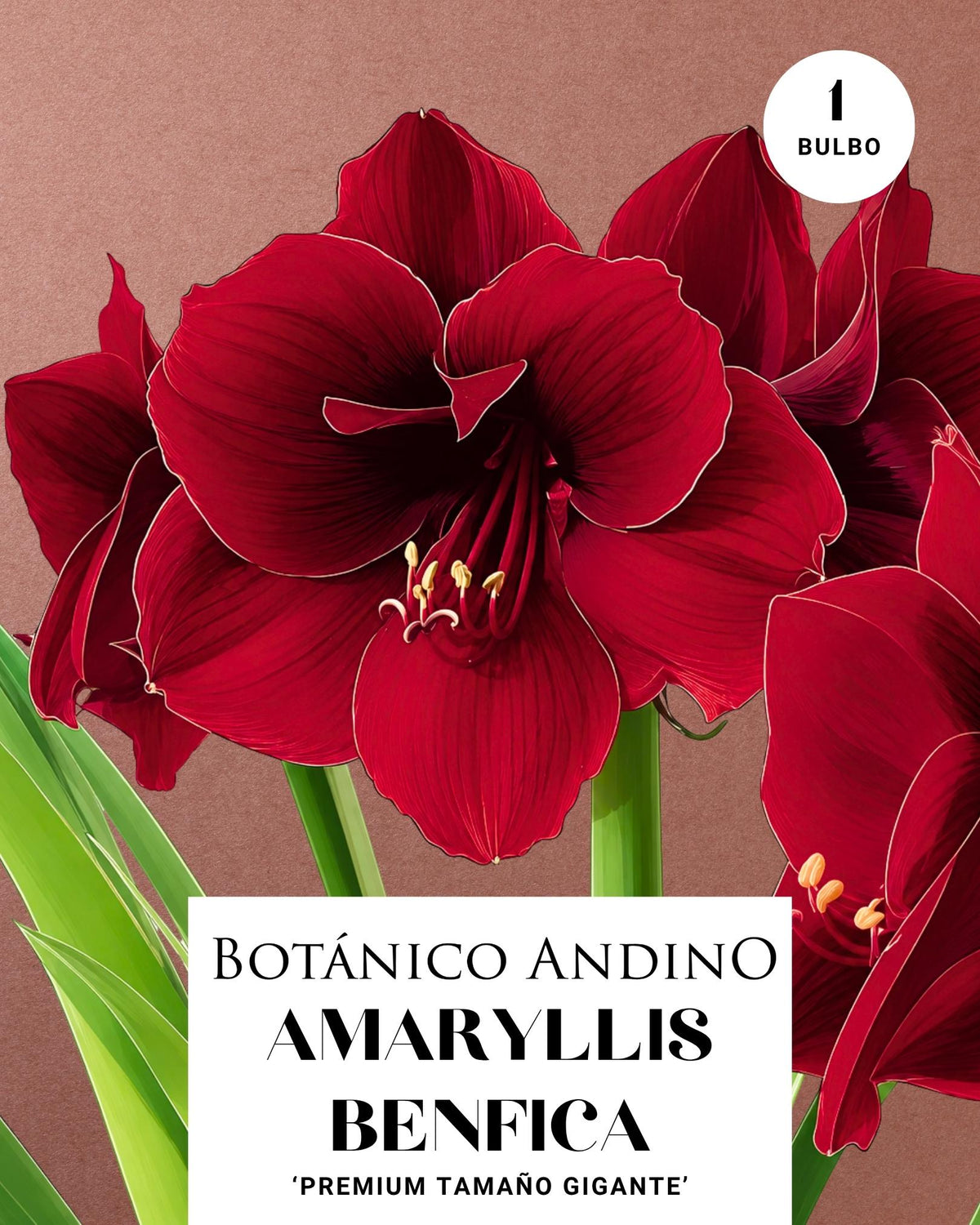 AMARYLLIS | BENFICA (x 1 Bulbo)