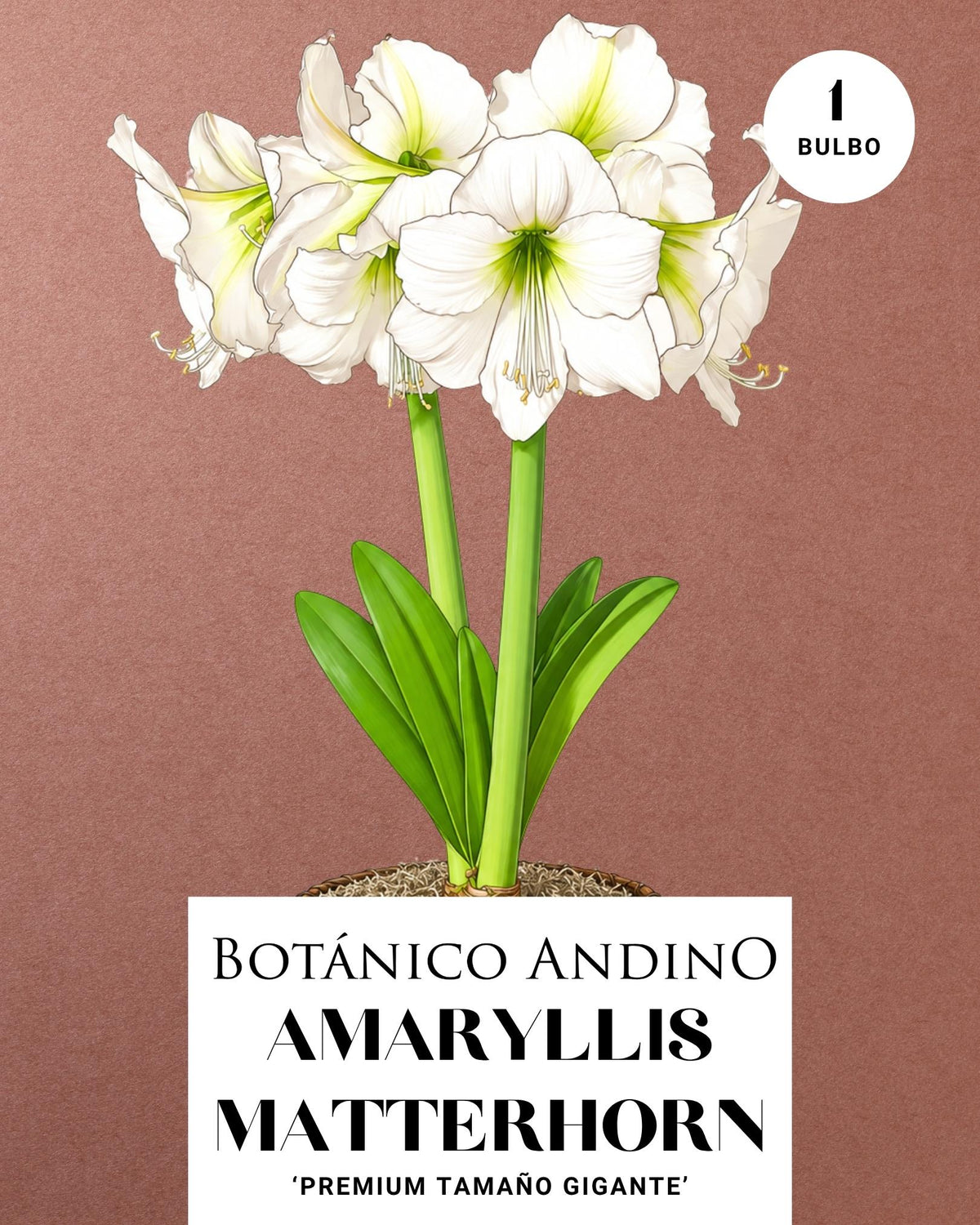 AMARYLLIS | MATTERHORN  (x 1 Bulbo)