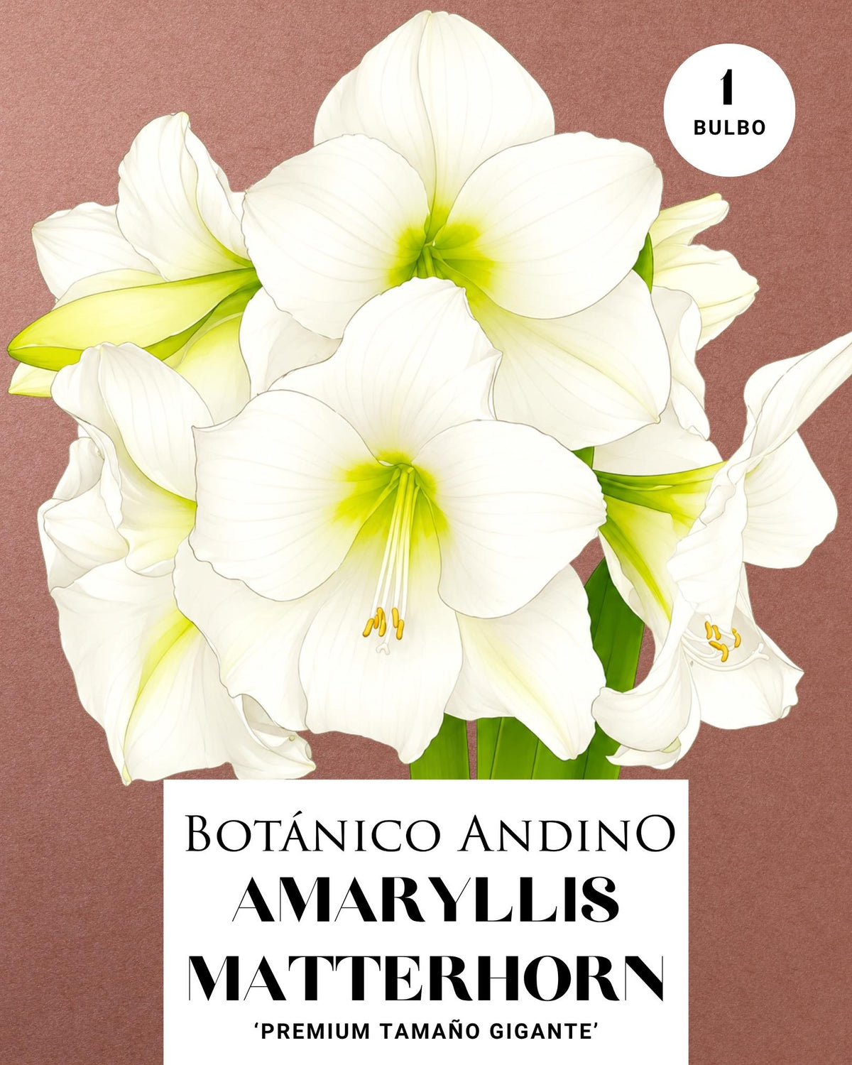 AMARYLLIS | MATTERHORN  (x 1 Bulbo)