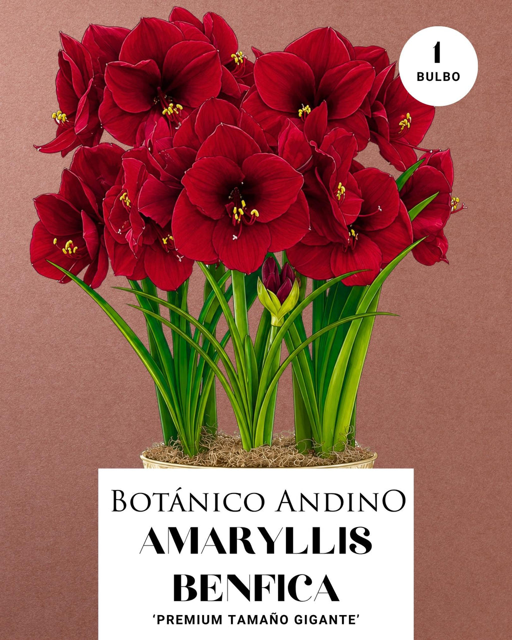 AMARYLLIS | BENFICA (x 1 Bulbo)