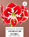 AMARYLLIS | SAMBA (x 1 Bulbo)